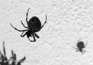 Eine Spinne in ihrem Netz