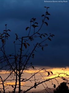 Dunkle Äste vor schwarzen Wolken und Sonnenuntergang