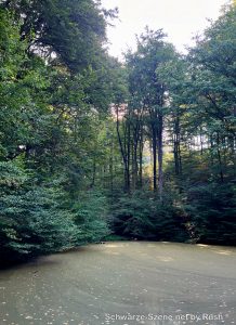 Ein Weiher im Wald mit trübem Wasser